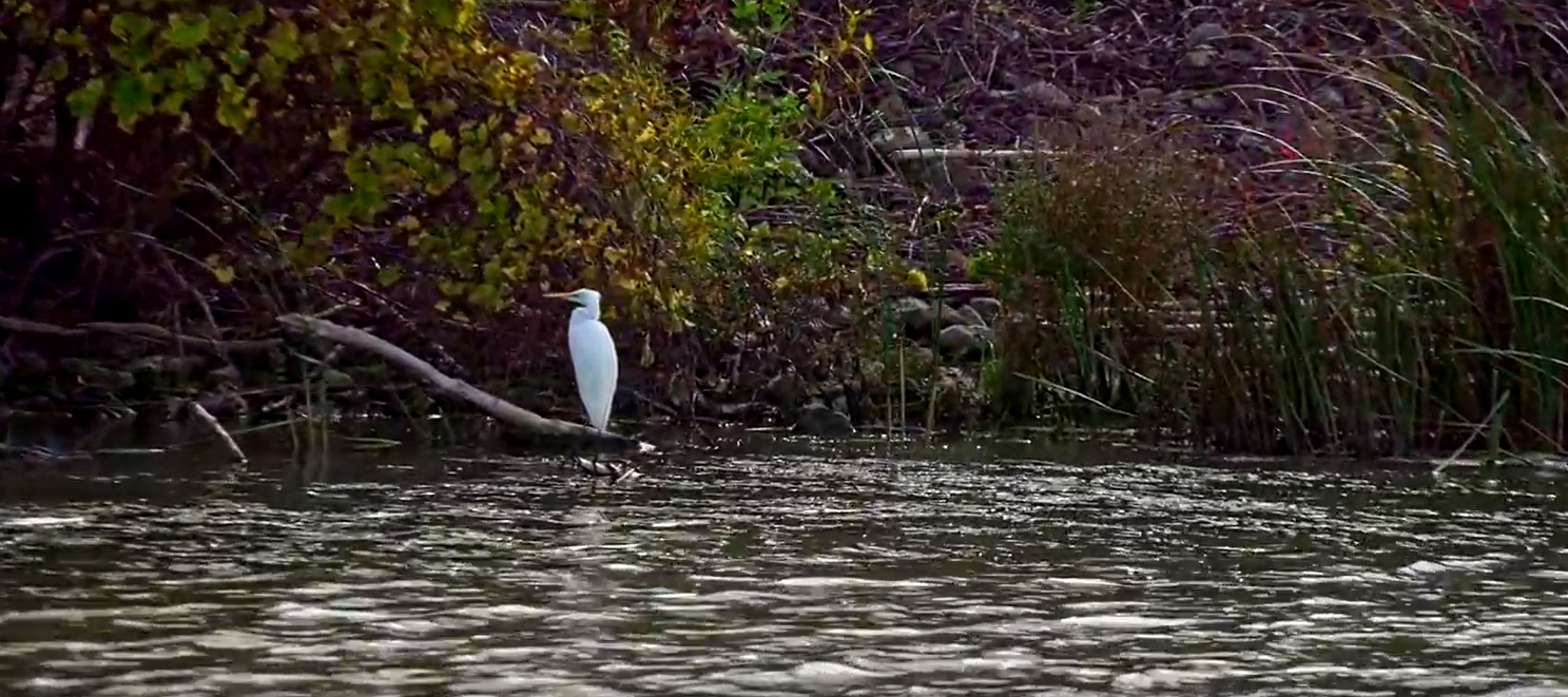 An egret sits on a branch that hangs over a body of water.