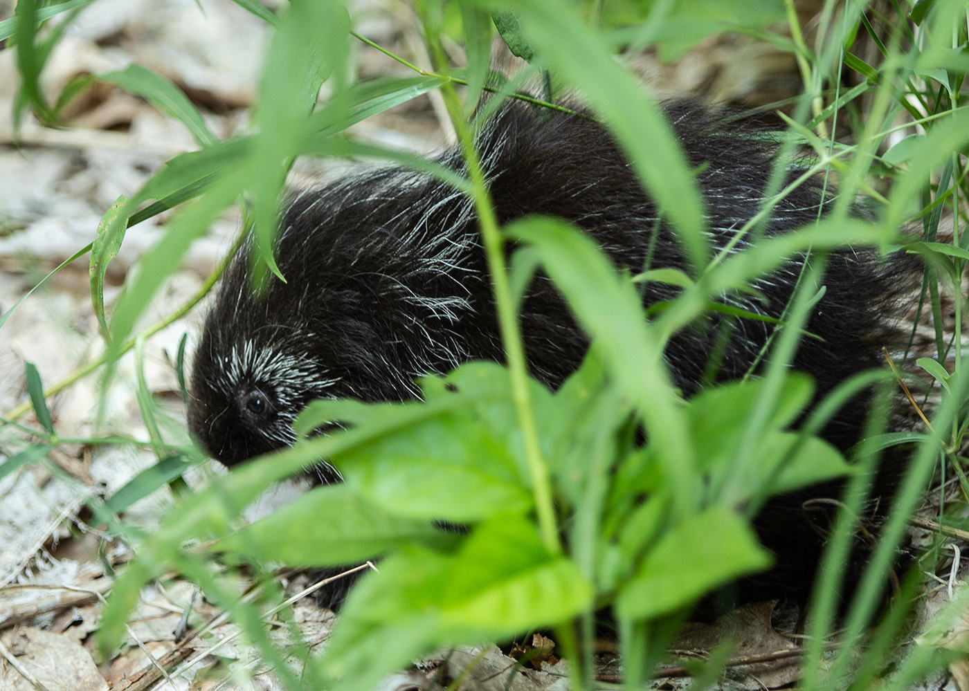 Closeup of a porcupine scurrying through the undergrowth of a forest.