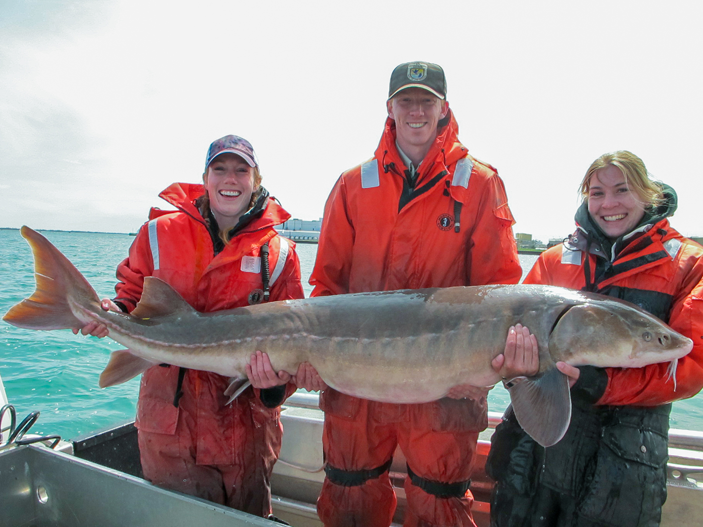 A two hyndred pound lake sturgeon is held by three scrientists while standing in a fishing boat.