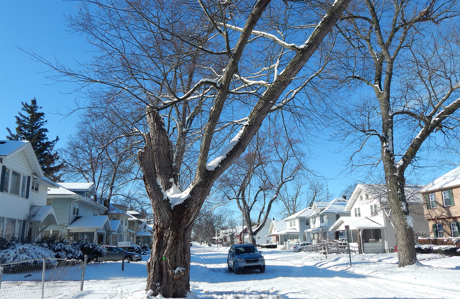 A city of Flint residential street on a sunny winter day shows a tree in severe decline.
