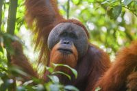 Portrait of male Sumatran orangutan hanging in a tree Pongo abelii in Gunung Leuser National Park, Sumatra, Indonesia.