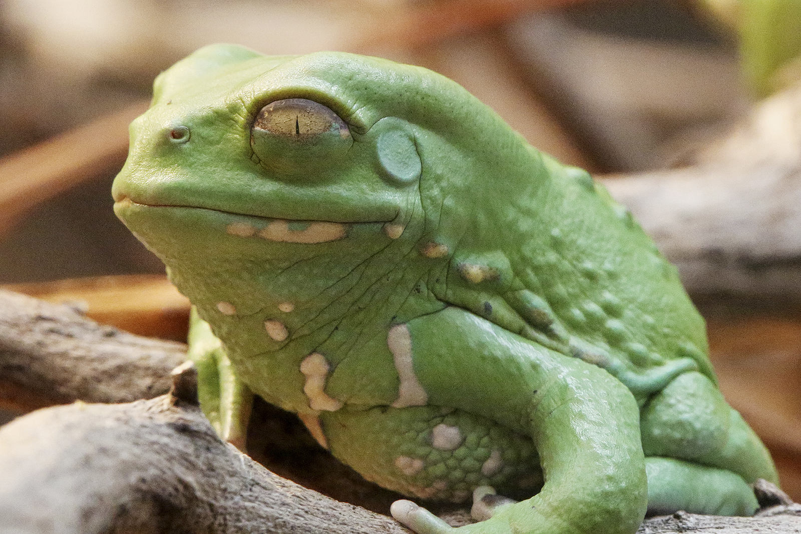 A green frog sits on a branch.