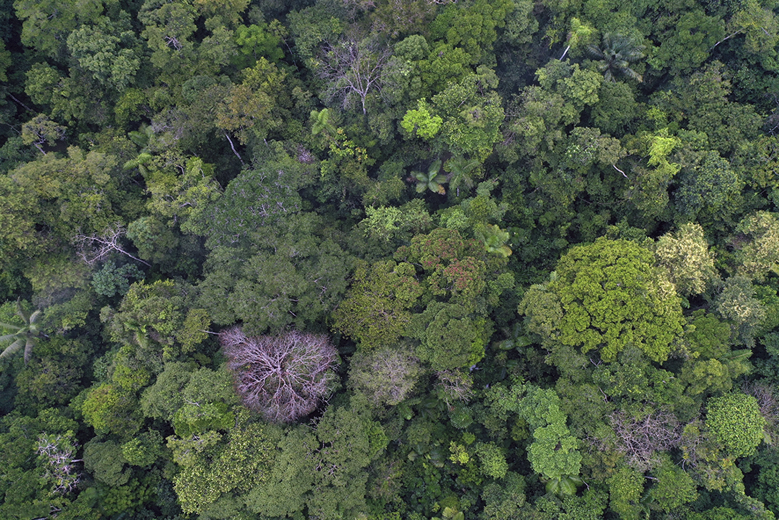 An overview of the tops of trees in the Amazon Forest.