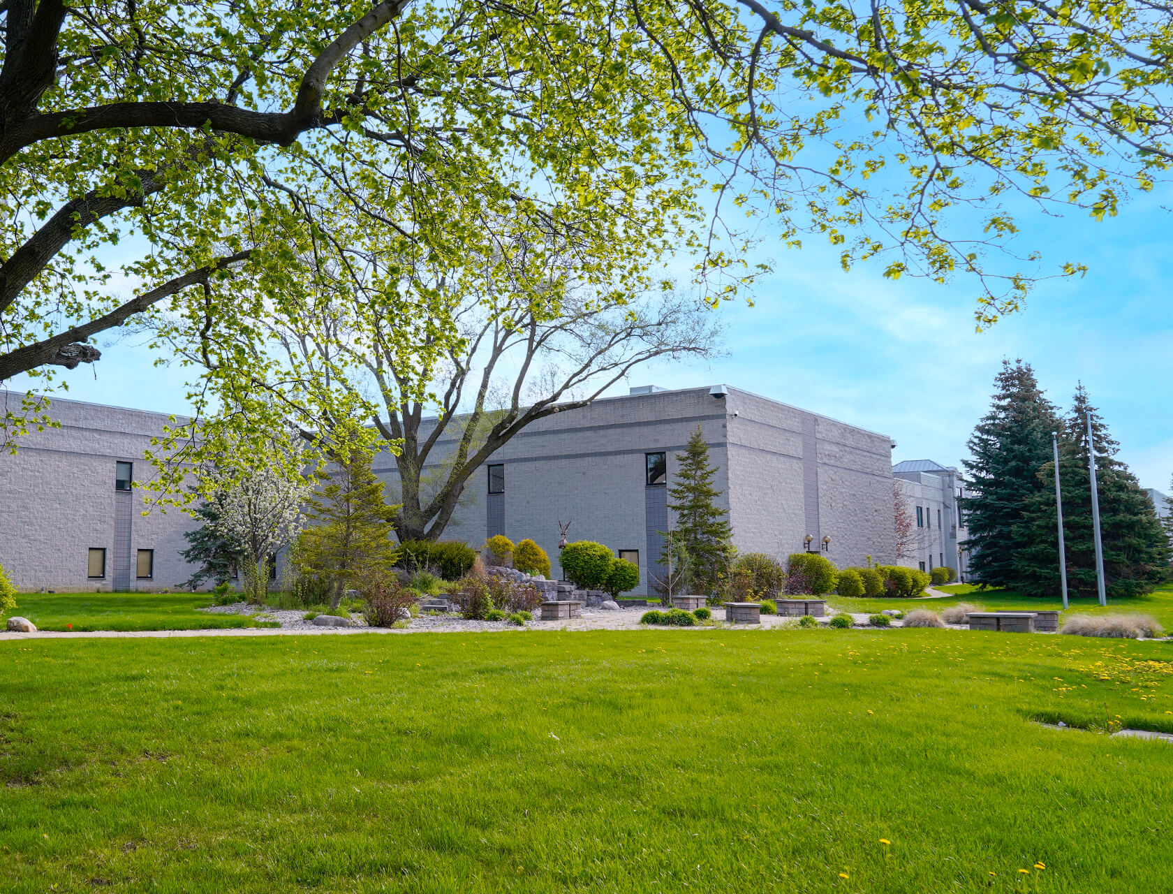An office building is in the background behind a landscaped garden, bright green grass dotted with dandelions, and an overhanging tree.