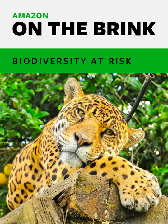 A jaguar rests on a tree in a forest. Text reads Amazon on the brink, biodiversity at risk.