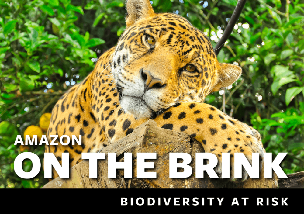 A jaguar rests on a tree in a forest. Text reads Amazon on the brink, biodiversity at risk.