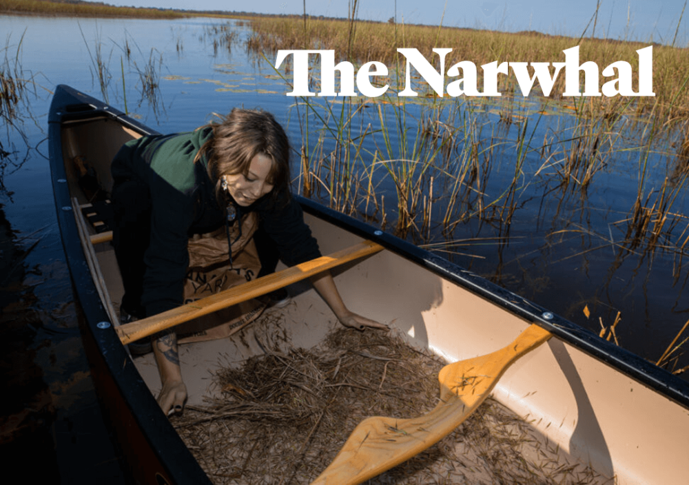 Woman works in a canoe that floats among the rice plants.
